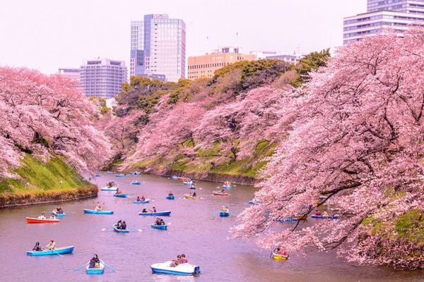 Tokyo a sakura